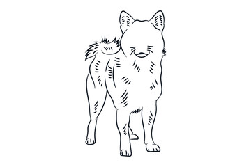 Shiba dog standing pose line drawing hand drawn clip art vector illustration