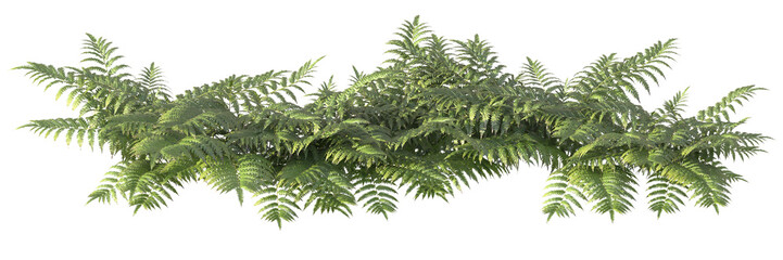 Ferns and shrubs in an isolated © Poprock3d