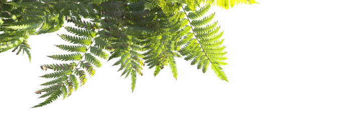 hanging ferns isolated