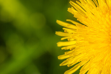 Yellow dandelion on a green nature background
