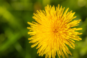 Yellow dandelion on a green nature background