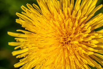 Yellow dandelion on a green nature background