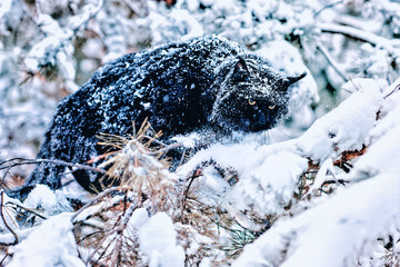 A very nice black maine coon cat sitting on a tree in a winter snowy forest. Cold frosty weather.