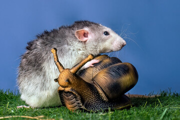 A cute dumbo rat sits next to a large snail. Symbol of the New Year. Christmas.