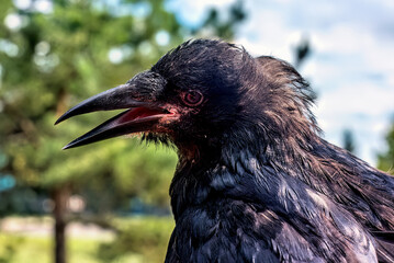 A black rook chick sits on a tree branch...