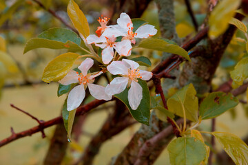 Apple blossoms in Michigan, Springtime