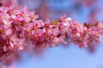 Prunus incam okame cherry ornamental small tree flowers in bloom, beautiful pink plant flowering branches