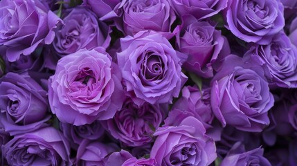 Lavender roses in full bloom, each petal perfectly arranged to reveal a harmonious composition bursting with vibrant purple hues