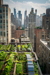 Urban Sustainability: Merging Agriculture and City Living