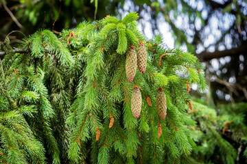 big, tal young spruce tree with cones, needles, branches
