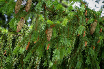 big, tal young spruce tree with cones, needles, branches