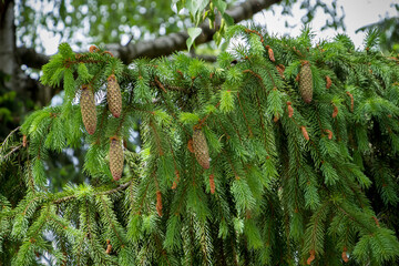 big, tal young spruce tree with cones, needles, branches