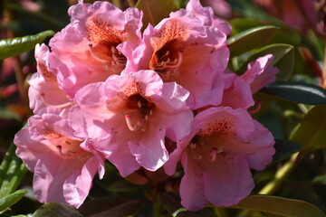 Rhododendron in Blüte