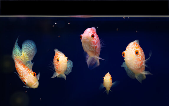 Golden Base Faders Flowerhorns. Black background. 