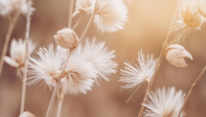 beige neutral color dried fluffy tiny romanticcute flowers branches with seeds and light fluff macro on blur natural background