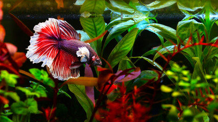 Betta fish with its wonderful colors. Nature background. Betta splendens.