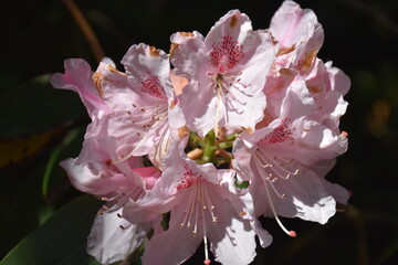 Rhododendron in Bl&uuml;te