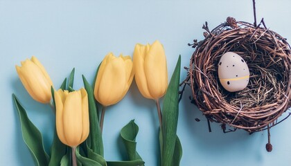 yellow tulips in bird nest tulip flowers in basket on light blue background spring and easter...