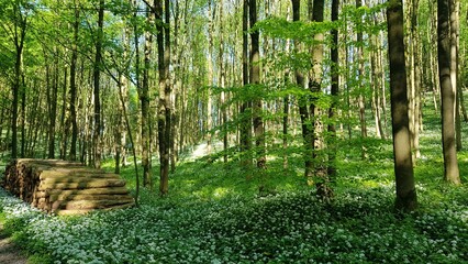 path in the forest