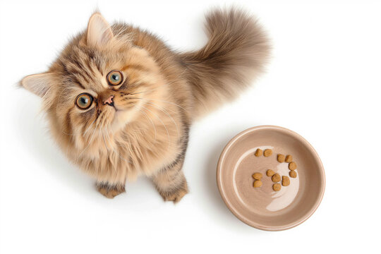 A Persian cat sits near a cat bowl on a white background and looks up, the photo was taken from abov