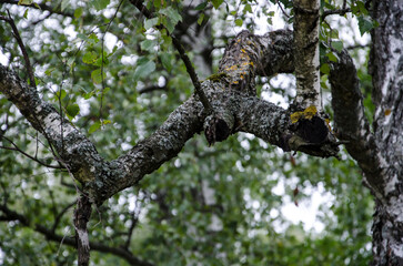 birch tree in the forest in summer, closeup of photo