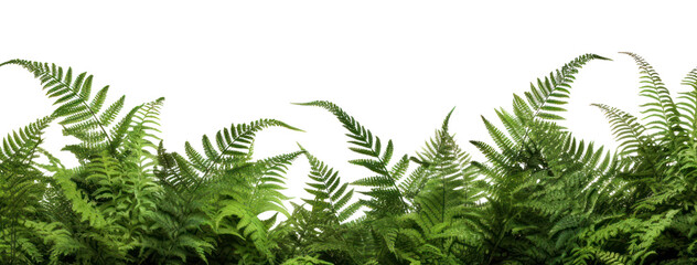 PNG Green tree ferns border backgrounds plant green. 
