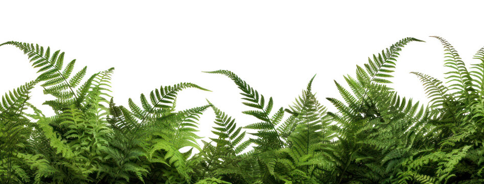 PNG Green tree ferns border backgrounds plant green. 