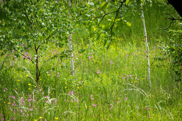 forest glade with birches, meadow flowers outside the village