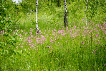 forest glade with birches, meadow flowers outside the village