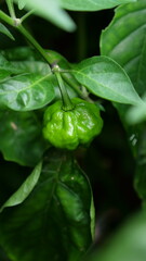 Scotch Bonnet Pepper Green