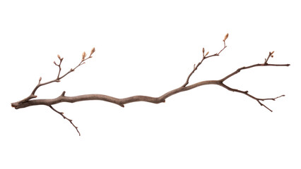Fototapeta premium PNG Tree branch plant wood.