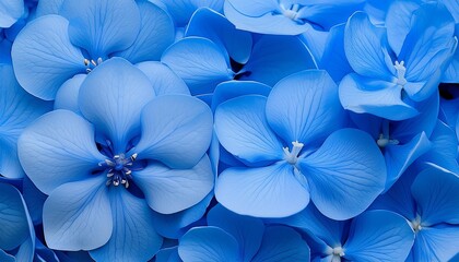 an illustration showing a blue background showing blue flowers closeup with petals