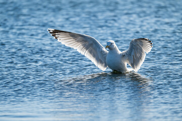 Herring gull Larus argentatus fishing in a small bay.