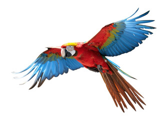 Fototapeta premium PNG Macaw flying parrot animal bird.