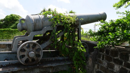 Cannon with Overgrown Plants from Colonial Era