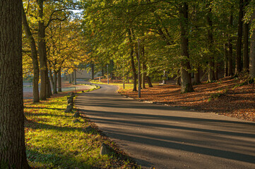 Curvy road in a park in autumn colours.