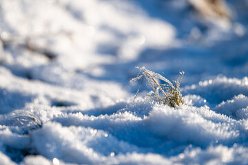 Small patch of grass looking up through the snow.