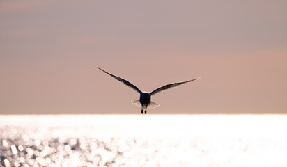 Herring gull Larus argentatus fishing in a small bay.