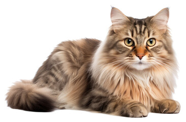 Obraz premium PNG Mammal animal kitten pet. 