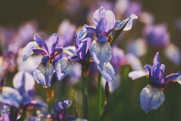 Purple iris flower on dark background. Blooming iris versicolor close up. Blue flowers Iris...