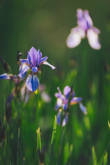 Purple iris flower on dark background. Blooming iris versicolor close up. Blue flowers Iris...