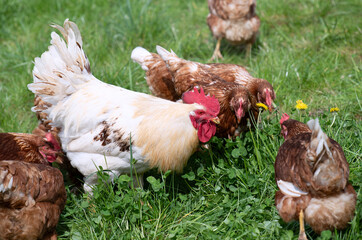 A white cockerel stands in the middle of brown hens in a green meadow. The rooster has a red comb.