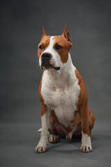 American Staffordshire Terrier in a poised studio portrait. This image highlights the dog noble...