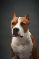 Portrait of an American Staffordshire Terrier dog, focused and dignified. The close-up captures its...