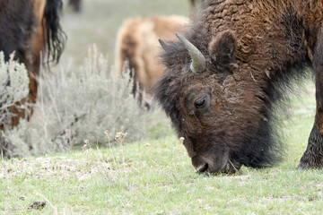 A young bison grazing at Yellowstone National Park.