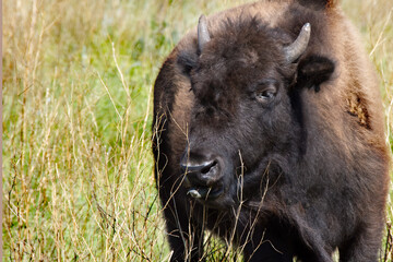 A young bison in a green field.