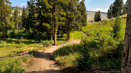Hiking trail to Wraith Falls in spring in Yellowstone National Park.