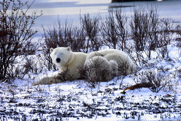 Polar bear mother and cub taking a nap, near Churchill, Manitoba, Canada.