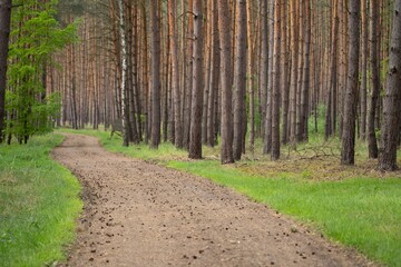 Leśna droga © Jacek