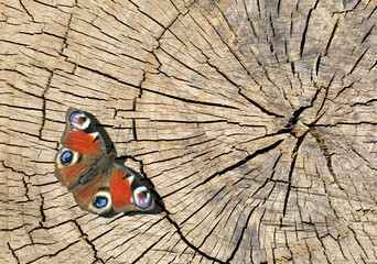 bright red peacock butterfly on a dry cracked stump. top view